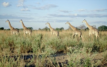 RETICULATED GIRAFFES, LUANGWA VALLEY, ZAMBIA