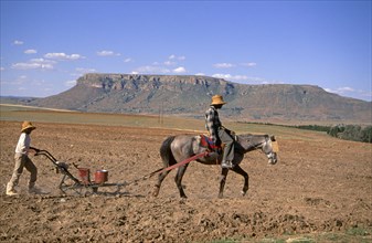 FARMER WITH PLOUGH, LESOTHO