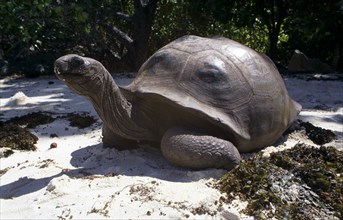 GIANT TORTOISE, ALDABRA, SEYCHELLES