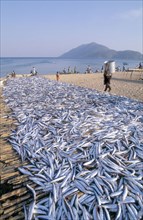 USIPA FISH ON BEACH RACKS