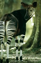 FEMALE OKAPI, EPULU, DEMOCRATIC REPUBLIC OF THE CONGO