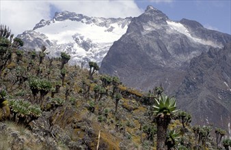 MOUNT BAKER, RUWENZORI NATIONAL PARK, UGANDA