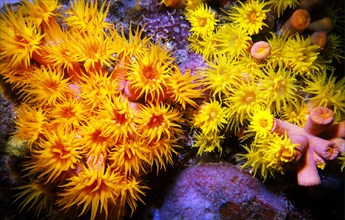 ANEMONE LIKE CORALS, THE ARHC, SHALLOW REEFS, BOM BOM ISLAND