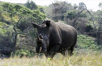 White Rhino