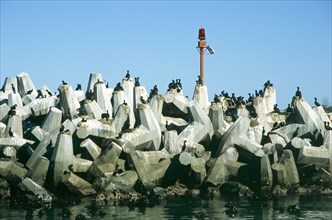 Cormorants