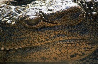 The Crocodile Centre, St Lucia