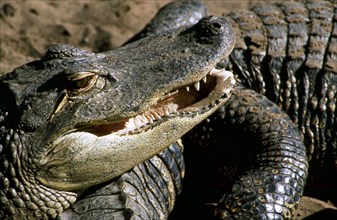 The crocodile centre