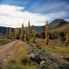 Poplar Trees