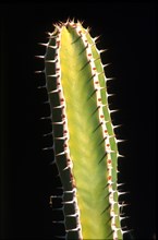 Euphorbia spp
