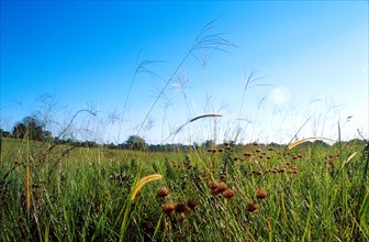 grasses in a field