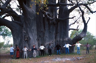 people linking hands around a giant Baobab