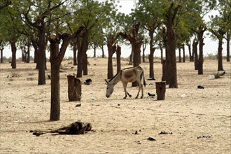 El Geneina in West Darfur on June 10, 2004. (Photo by Christine Nesbitt)