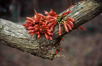 Tree Fuchsia (Halleria lucida)