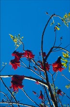 Coral tree (Erythrina lysistemon)