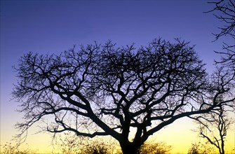 Marula Tree (Sclerocarya birrea)