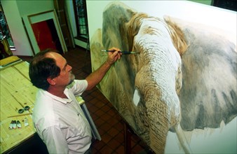 Kim Donaldson - Wildlife Painter