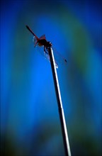 Dragonfly on a grass stalk