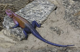 Rainbow Lizard