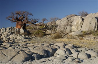 Kubu Island. Magadigadi Pans