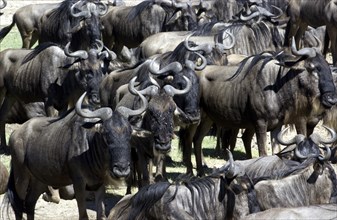 Wilderbeast migration.Kenya