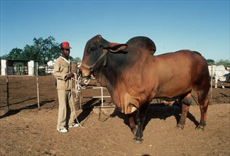 Brahman stud bull