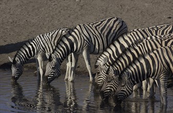 zebras drinking2