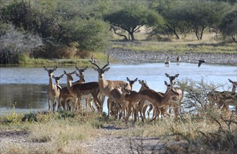 Impala at a water hole