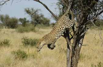 Leopard jumping from a tree
Khutse game Reserve