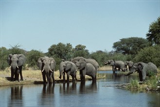 Thirsty  Elephants