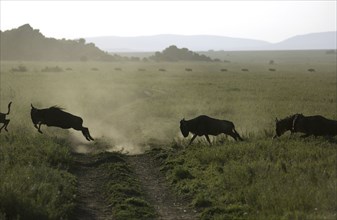 Wilderbeast migration.Kenya