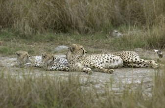 Mother & Cubs