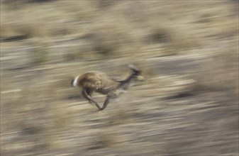 Bushbuck