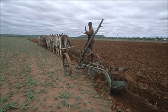 Donkey team ploughing a field