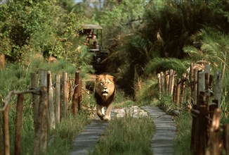 Lion crossing bridge