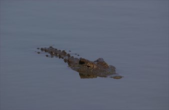 Crocodile