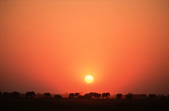 Elephants at sunset.Chobe River