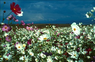 Cosmos (Bidens formosa)