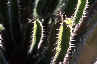 Euphorbia spp