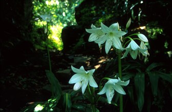 Ngome lily (Crinum moorei)