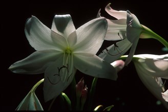 Ngome lily (Crinum moorei)