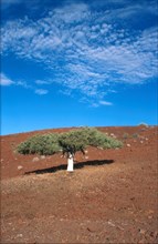 Shepherds Tree (Boscia albitrunca)