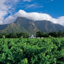 CAPE WINELANDS