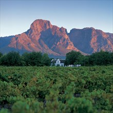 CAPE WINELANDS