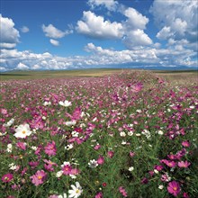 A FIELD OF COSMOS