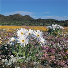 ARCTOTIS, NAMAQUALAND