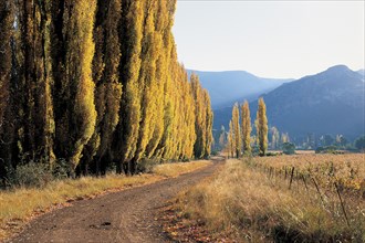 AUTUMN, GOLDEN GATE