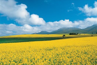 CANOLA FIELDS IN THE OVERBERG,
