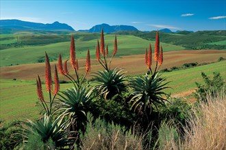 SPEAR-SHAPED ALOES