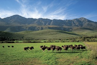 GRAZING OSTRICHES