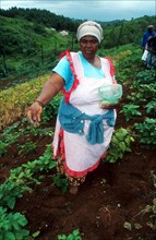 Indigenous vegetables,Zamane community gardens